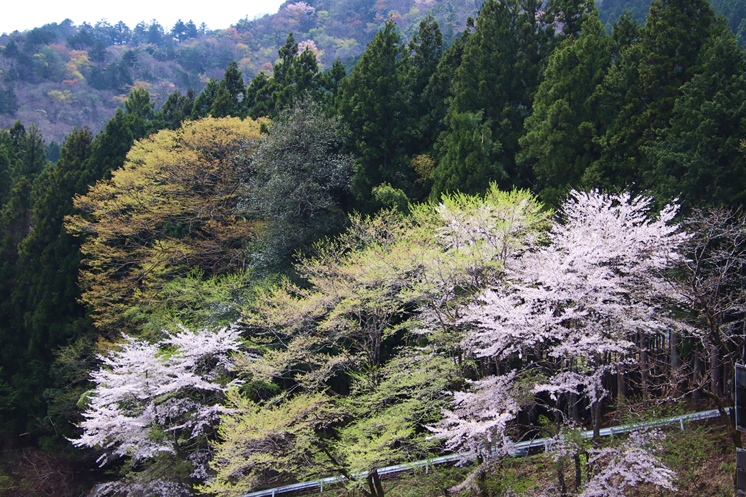 根尾の淡墨桜‼️値段交渉OK です‼️