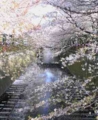 目黒川と桜♪