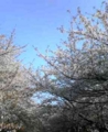 目黒川の桜♪