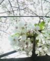 目黒川の桜♪