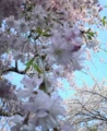 目黒川の桜♪