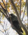 上野動物園♪　カナダヤマアラシ