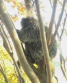 上野動物園♪　カナダヤマアラシ