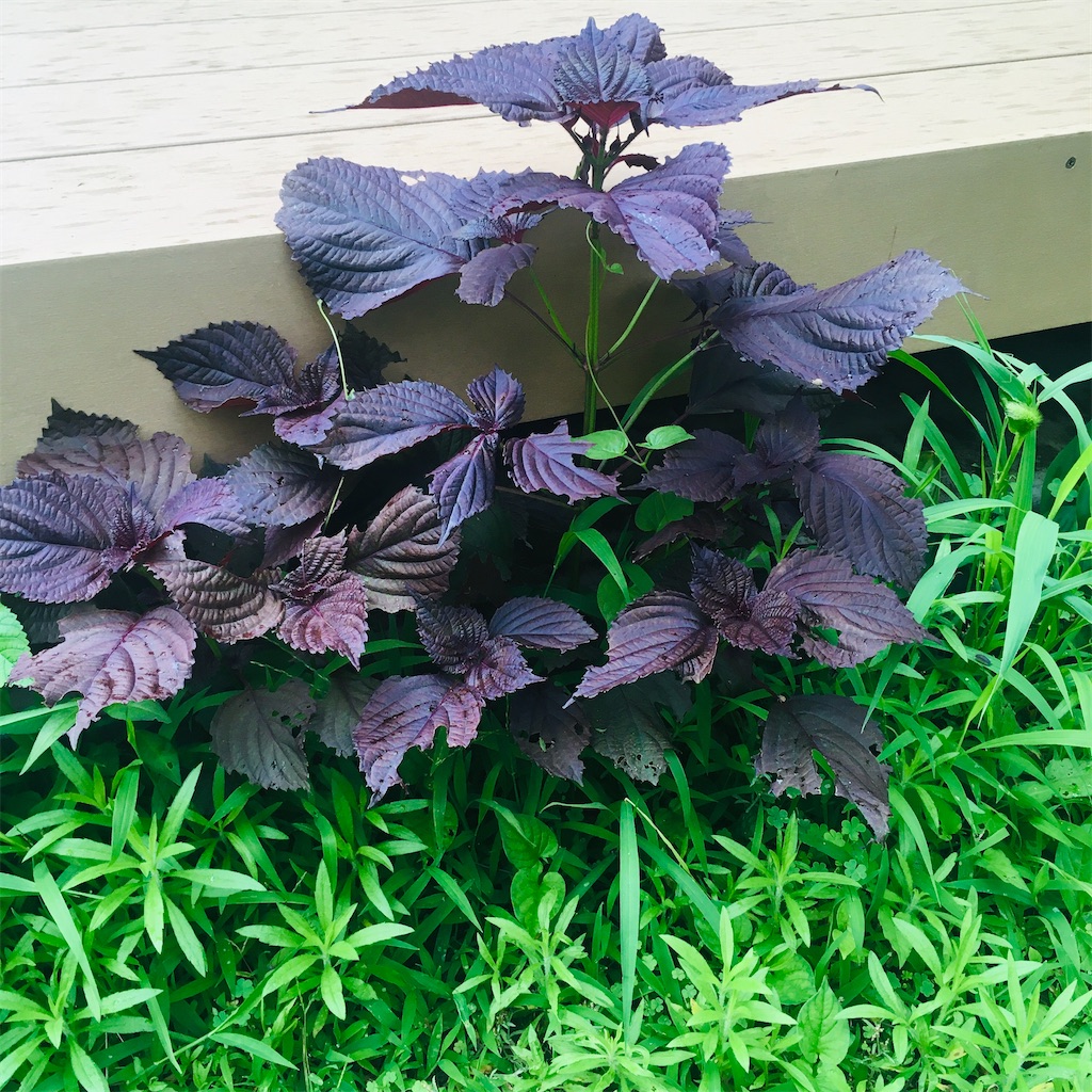 f:id:Ordinary_days:20200705115400j:image