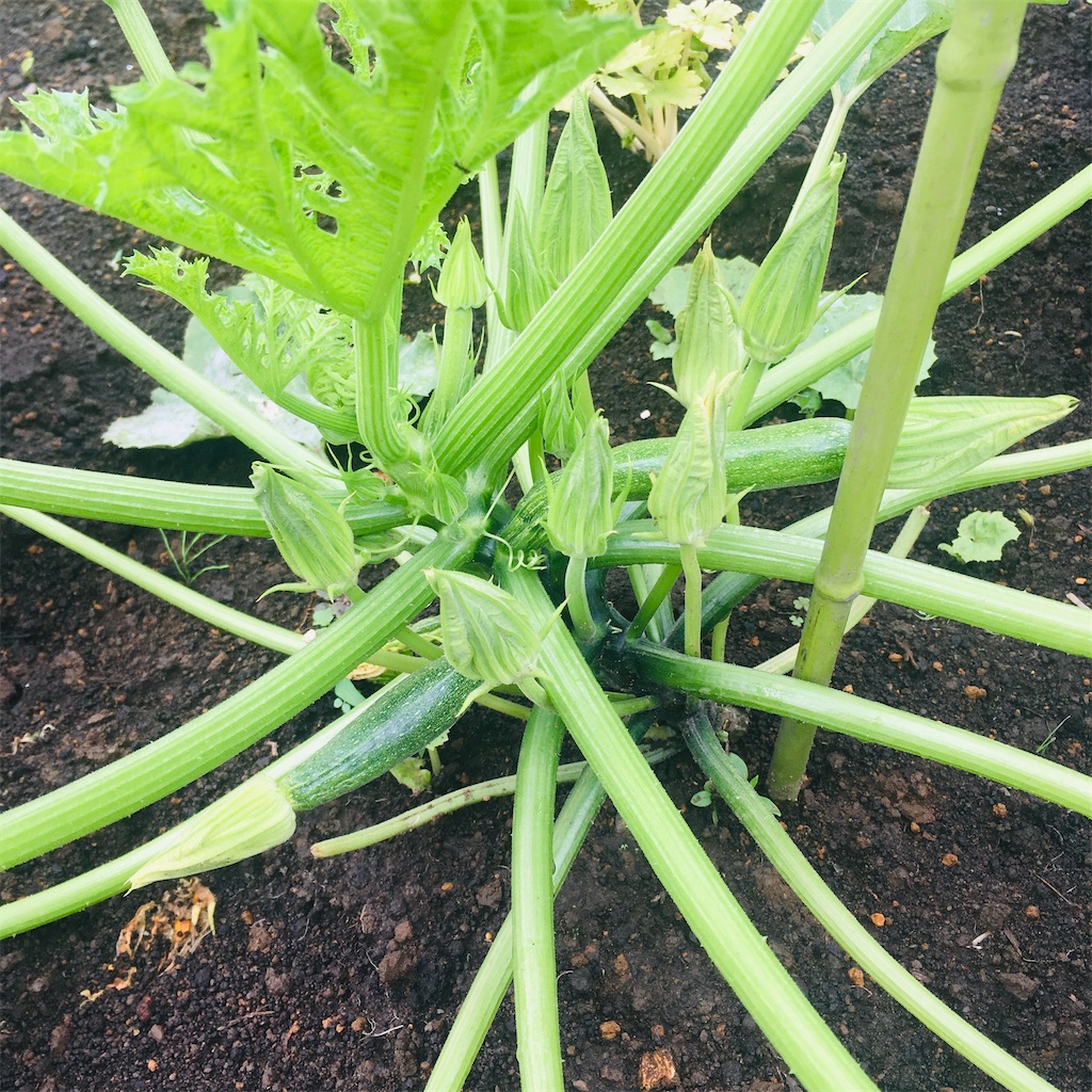 f:id:Ordinary_days:20211022075612j:image