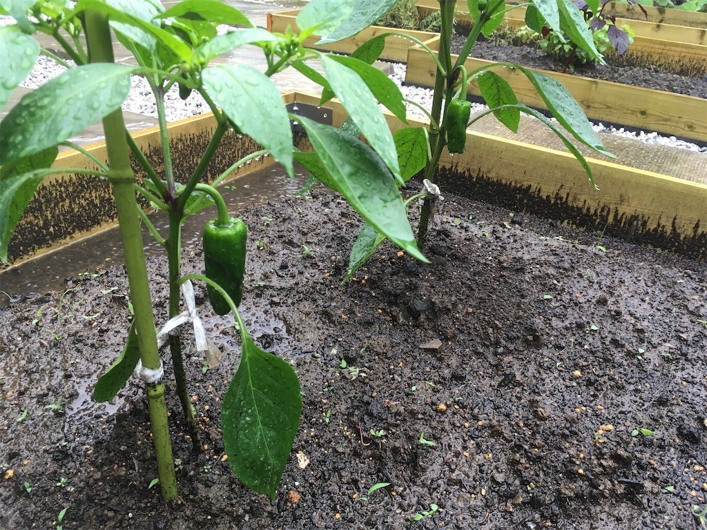 f:id:Ordinary_days:20211022075835j:image