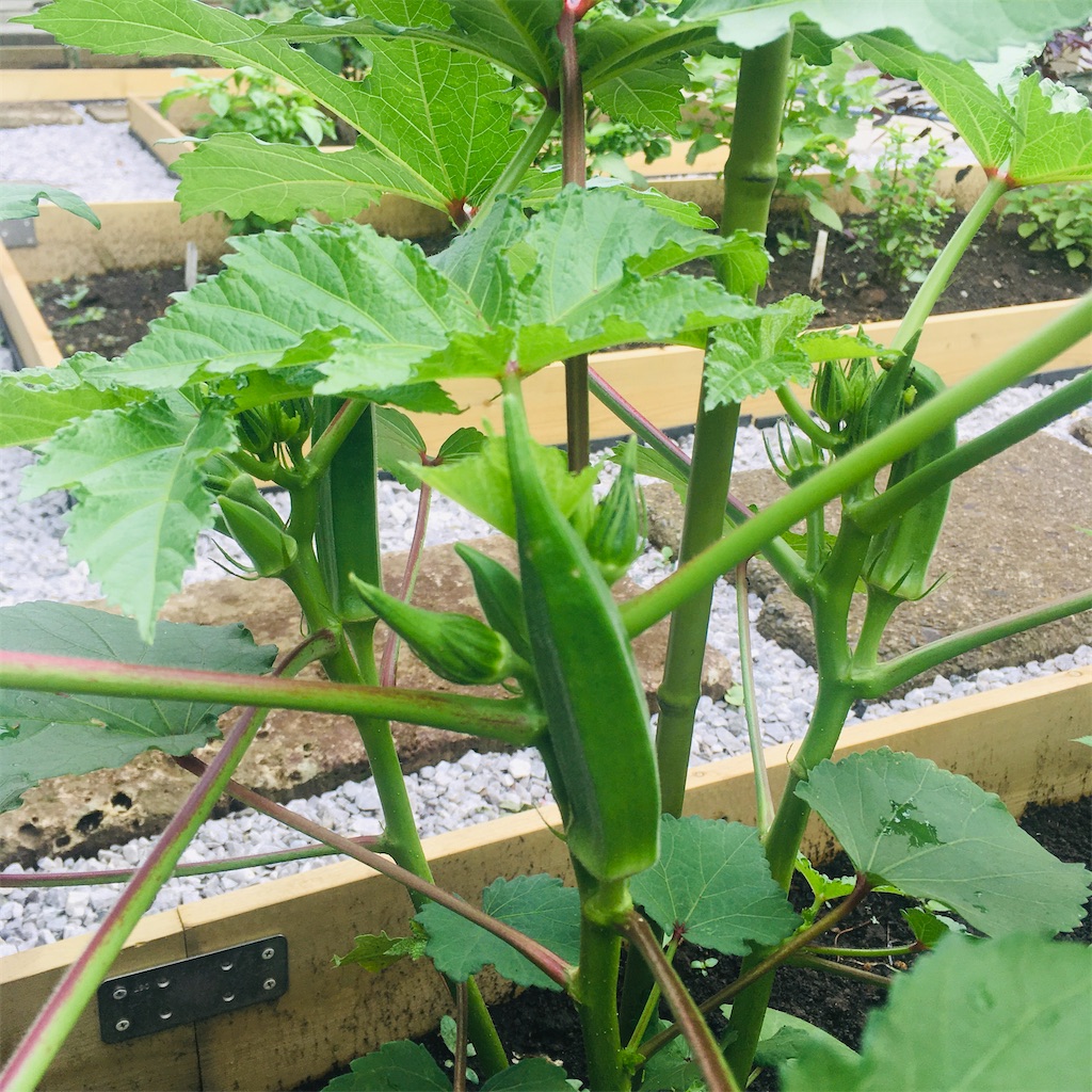 f:id:Ordinary_days:20211022075916j:image