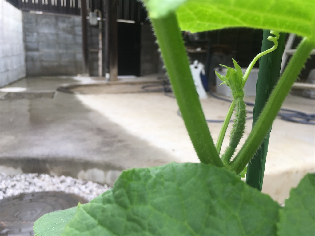 f:id:Ordinary_days:20211022075919j:image