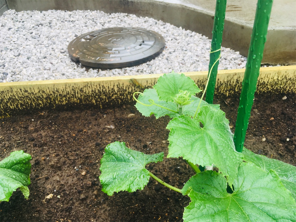 f:id:Ordinary_days:20211022075934j:image