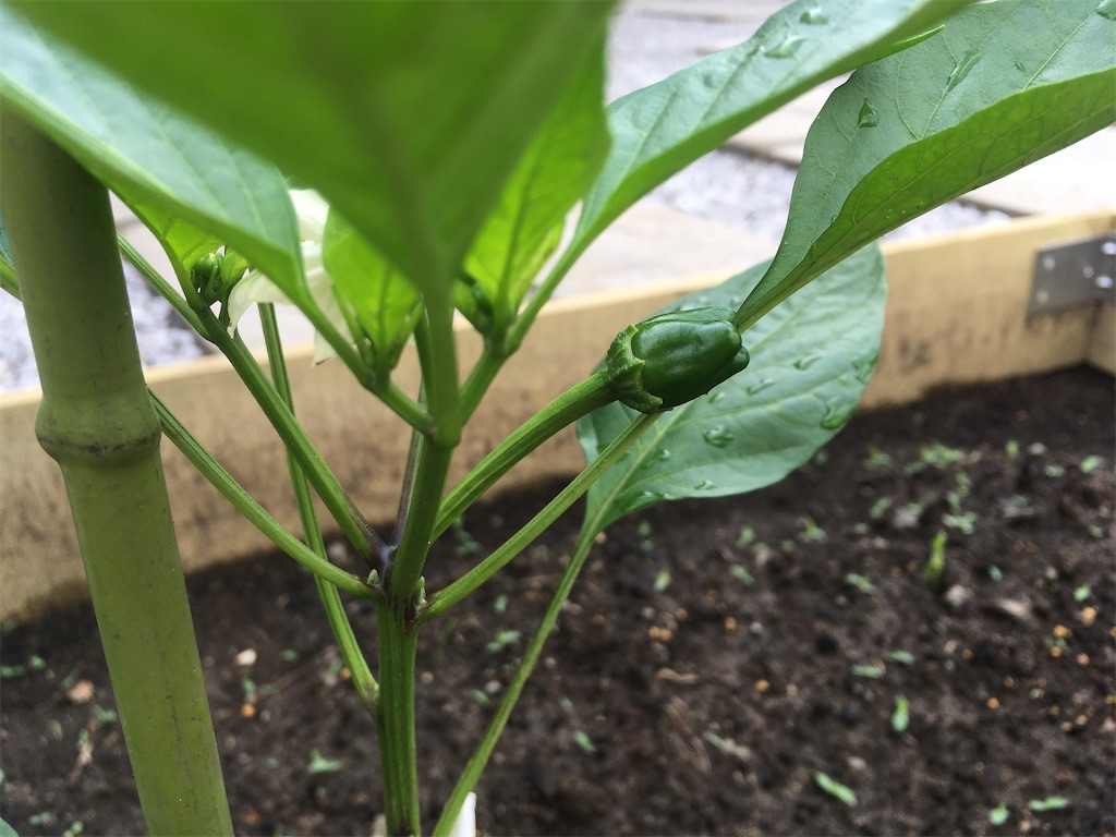 f:id:Ordinary_days:20211022080150j:image