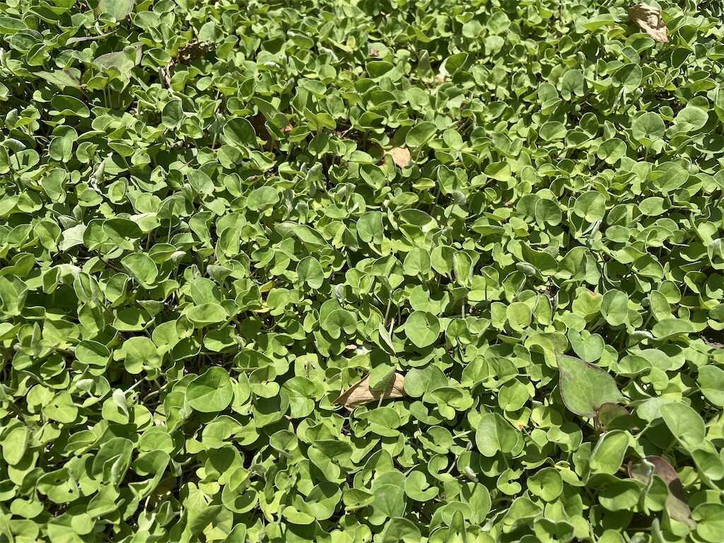 ディコンドラ、ダイカンドラ 【800g以上】種子。お洒落なグランドカバー、芝生へ グランドカバー ダイカンドラ マット (芝生 通販) : サンワ