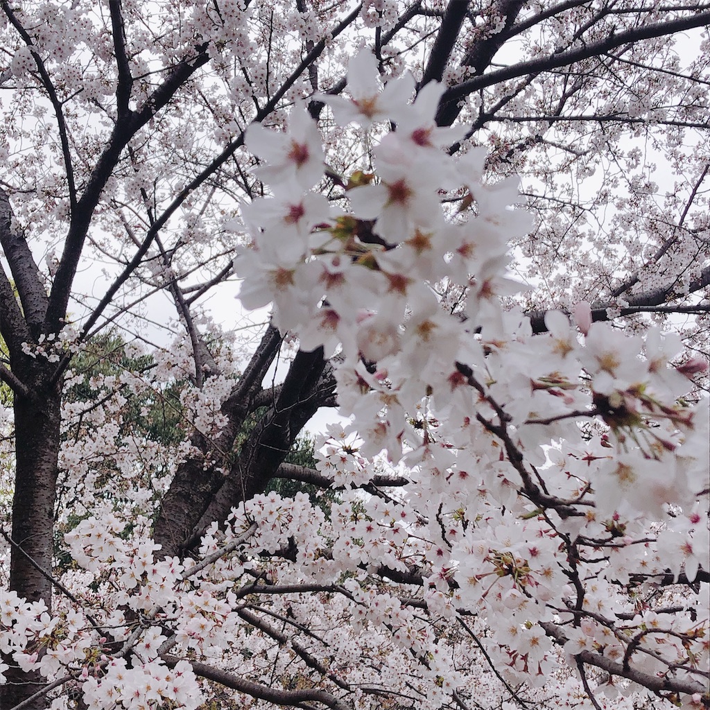 f:id:Organicsuki:20200426161122j:image
