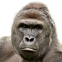 f:id:OrotiYamatano:20211221171640p:plain