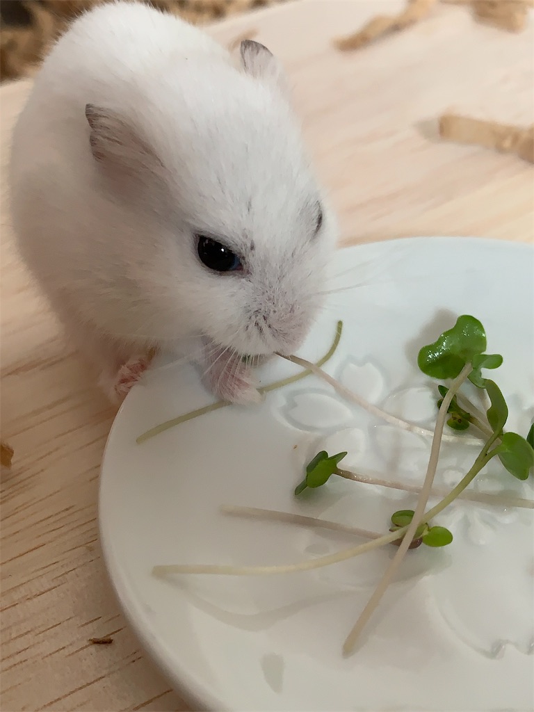 ブロッコリースプラウト を食べたよ 栽培マンのプラムさん