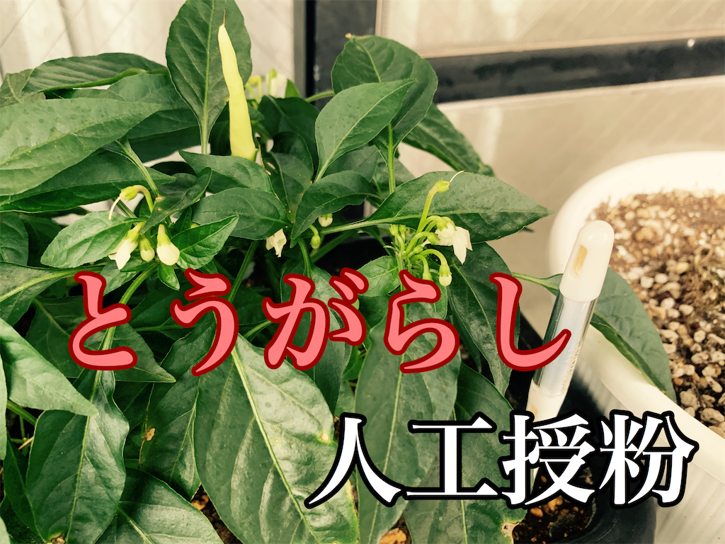 とうがらし の人工授粉のやり方 栽培マンのプラムさん