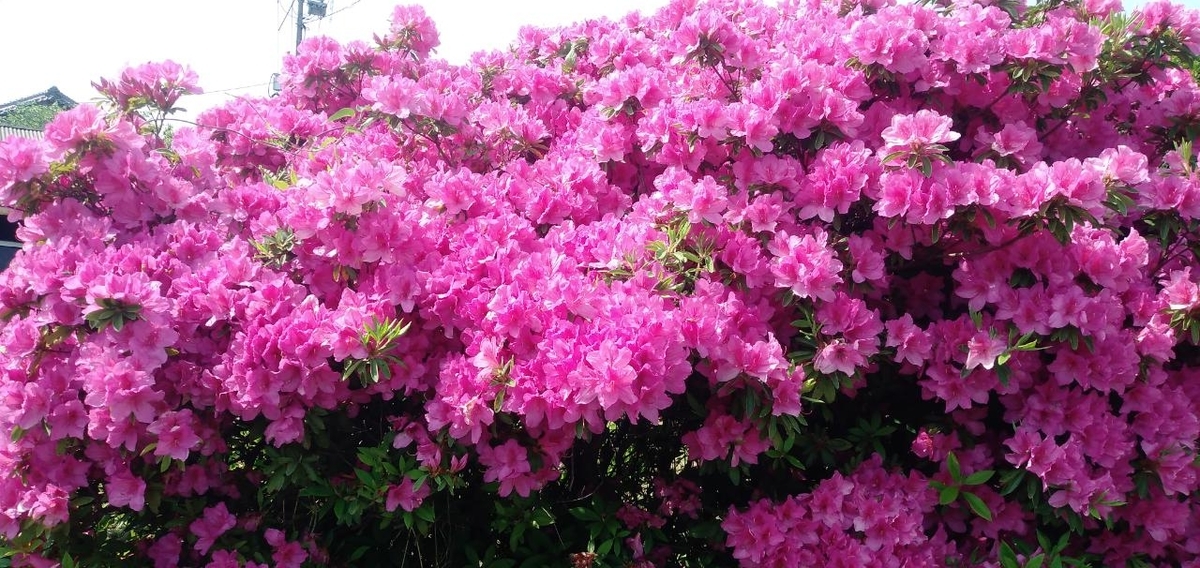 f:id:Otcutam:20210430161846j:plain