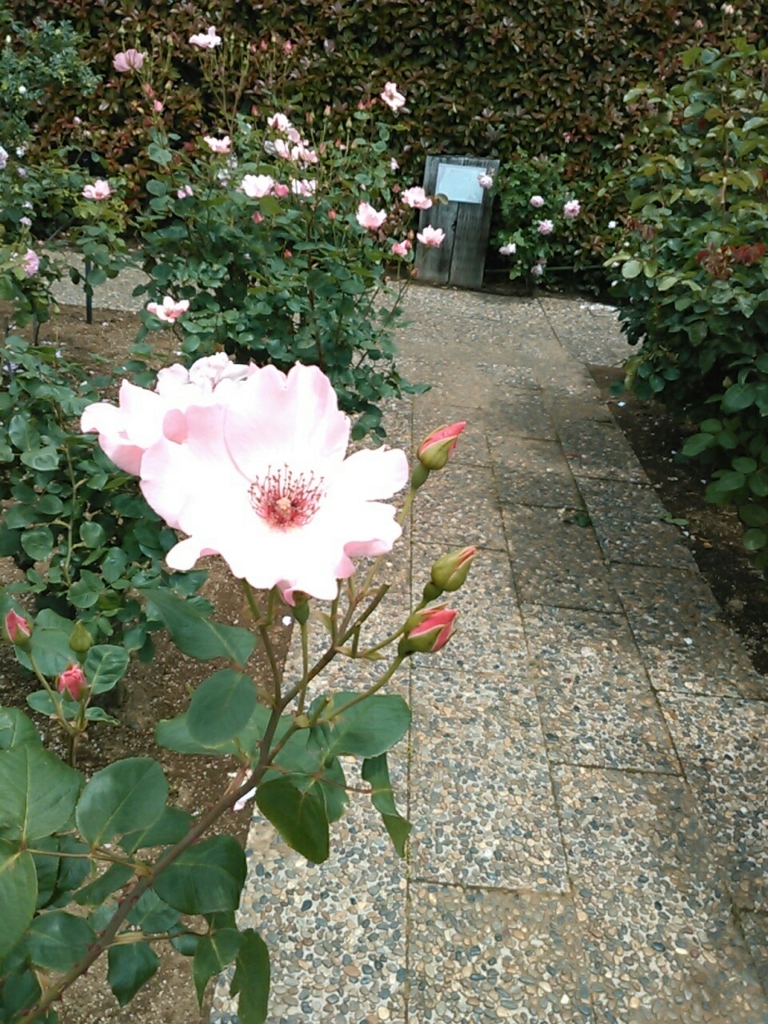 f:id:Oyamada23:20180518225521j:plain