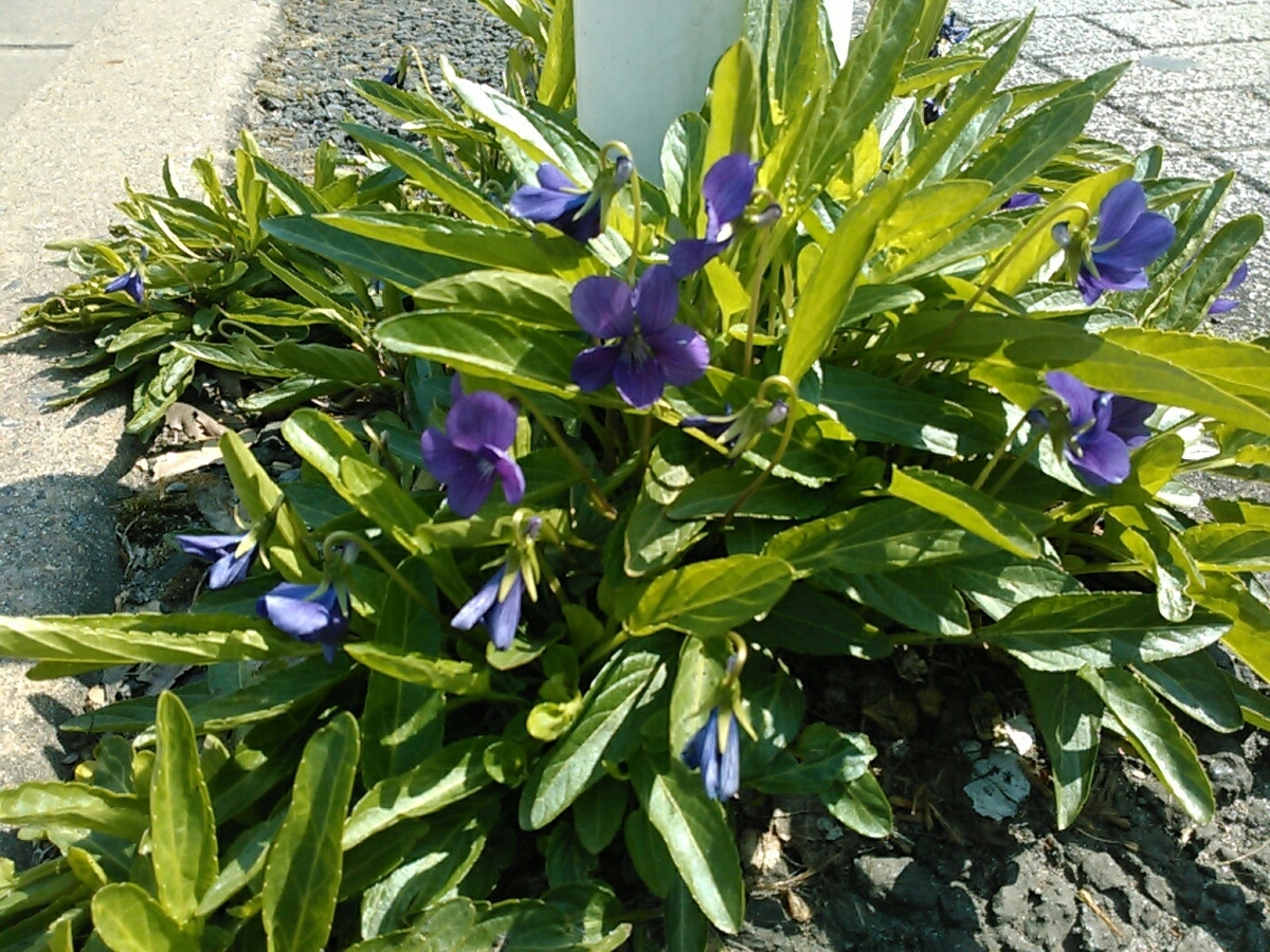 f:id:Oyamada23:20190406225749j:plain