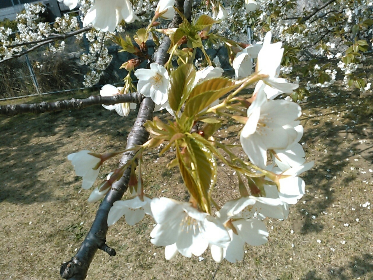 f:id:Oyamada23:20190406225814j:plain