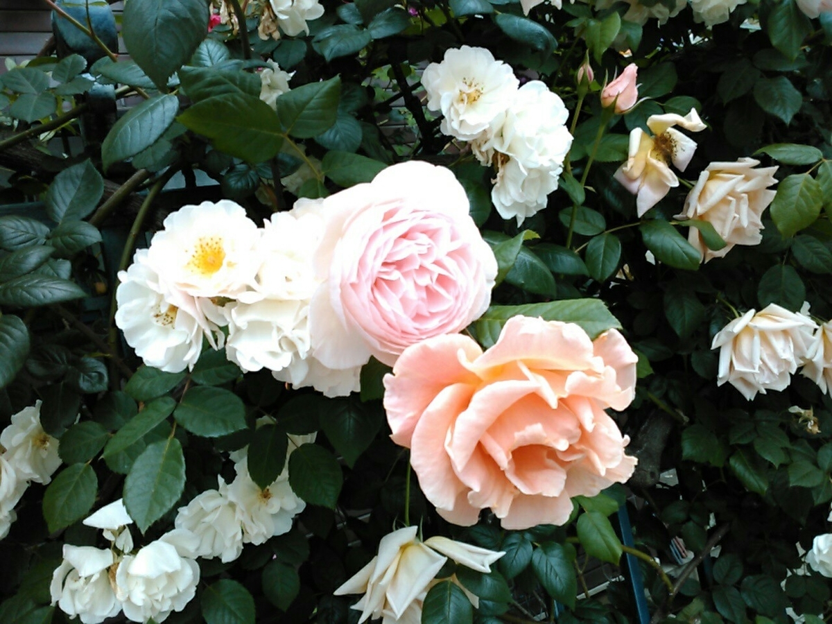 f:id:Oyamada23:20190514211648j:plain