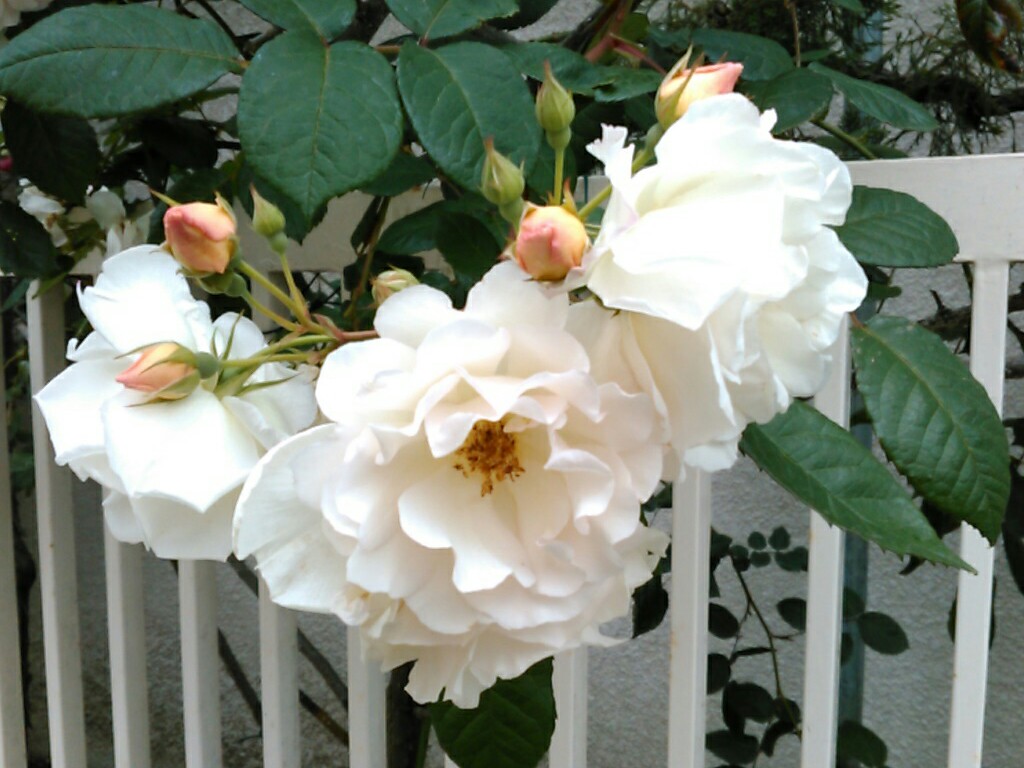 f:id:Oyamada23:20190514211726j:plain