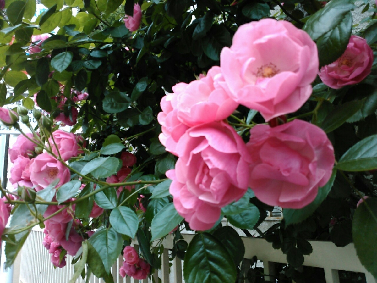 f:id:Oyamada23:20190514211806j:plain