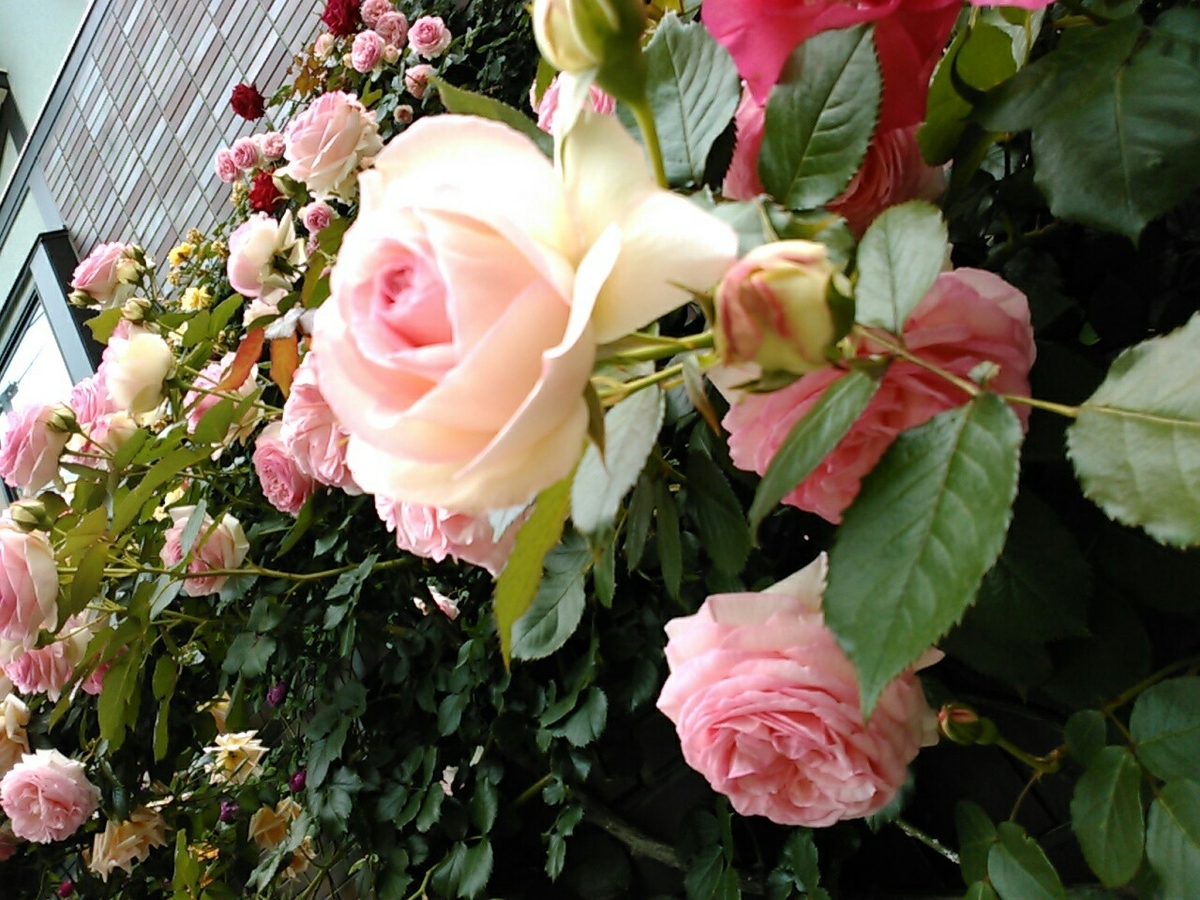 f:id:Oyamada23:20190514211910j:plain
