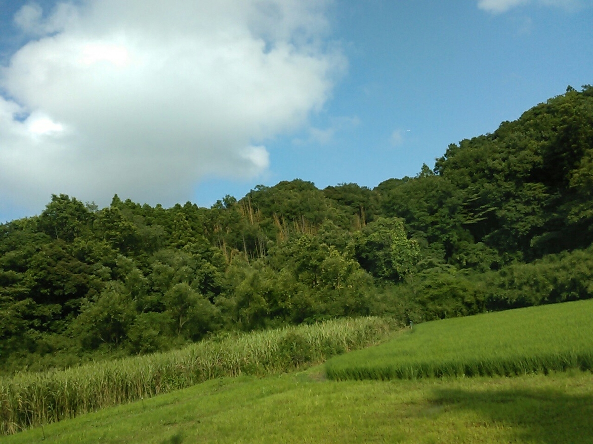 f:id:Oyamada23:20190717231925j:image