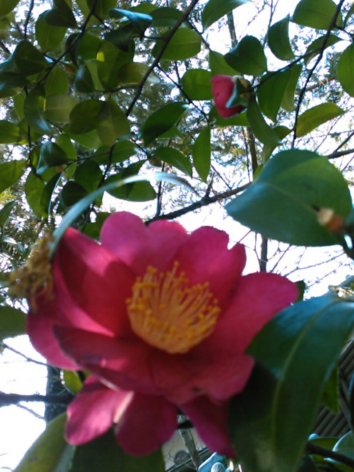 f:id:Oyamada23:20200211230045j:plain