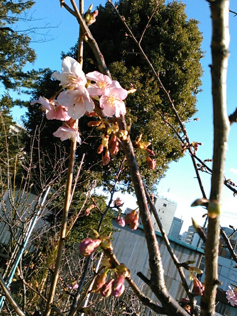 f:id:Oyamada23:20200211230132j:plain