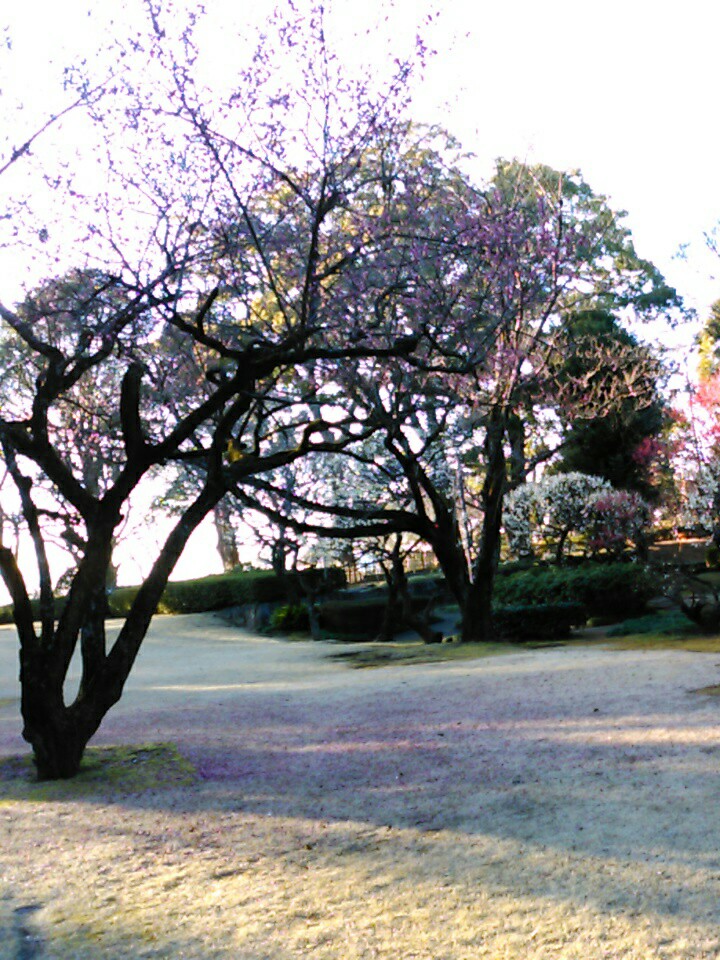 f:id:Oyamada23:20200218234536j:plain
