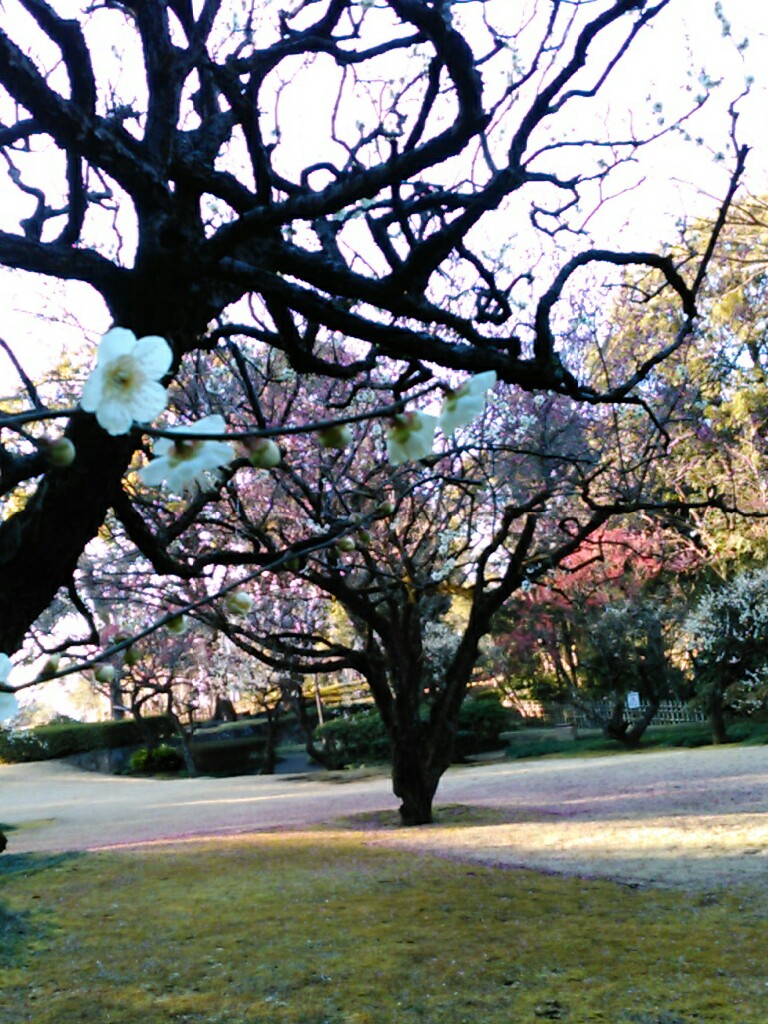 f:id:Oyamada23:20200218234618j:plain