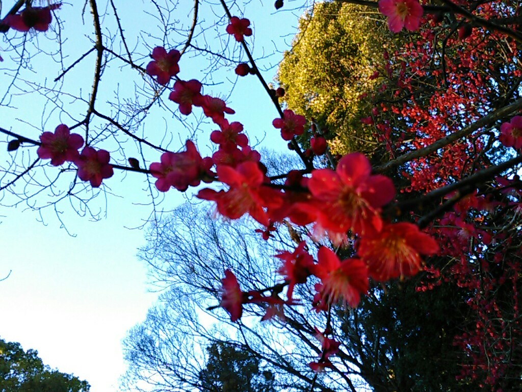 f:id:Oyamada23:20200218234652j:plain