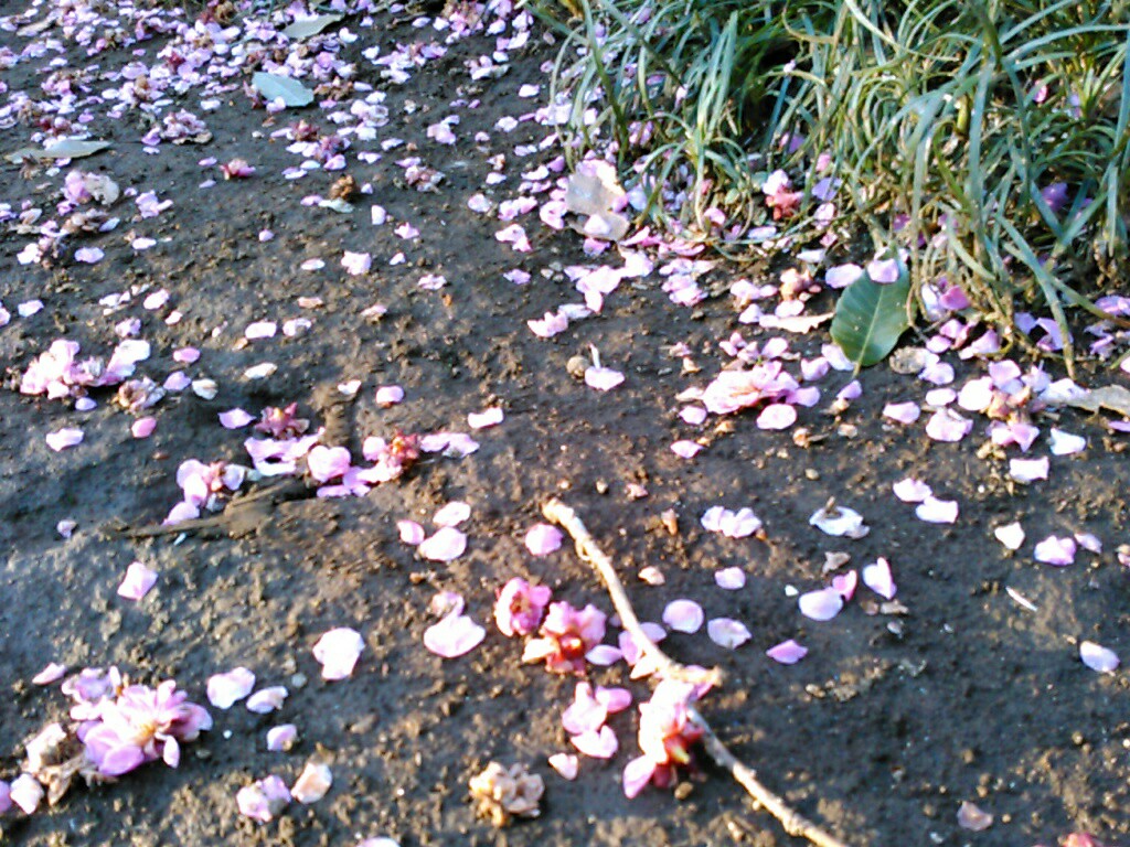 f:id:Oyamada23:20200218234747j:plain