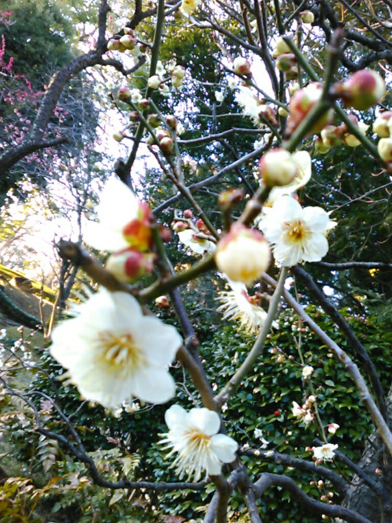f:id:Oyamada23:20200218234838j:plain