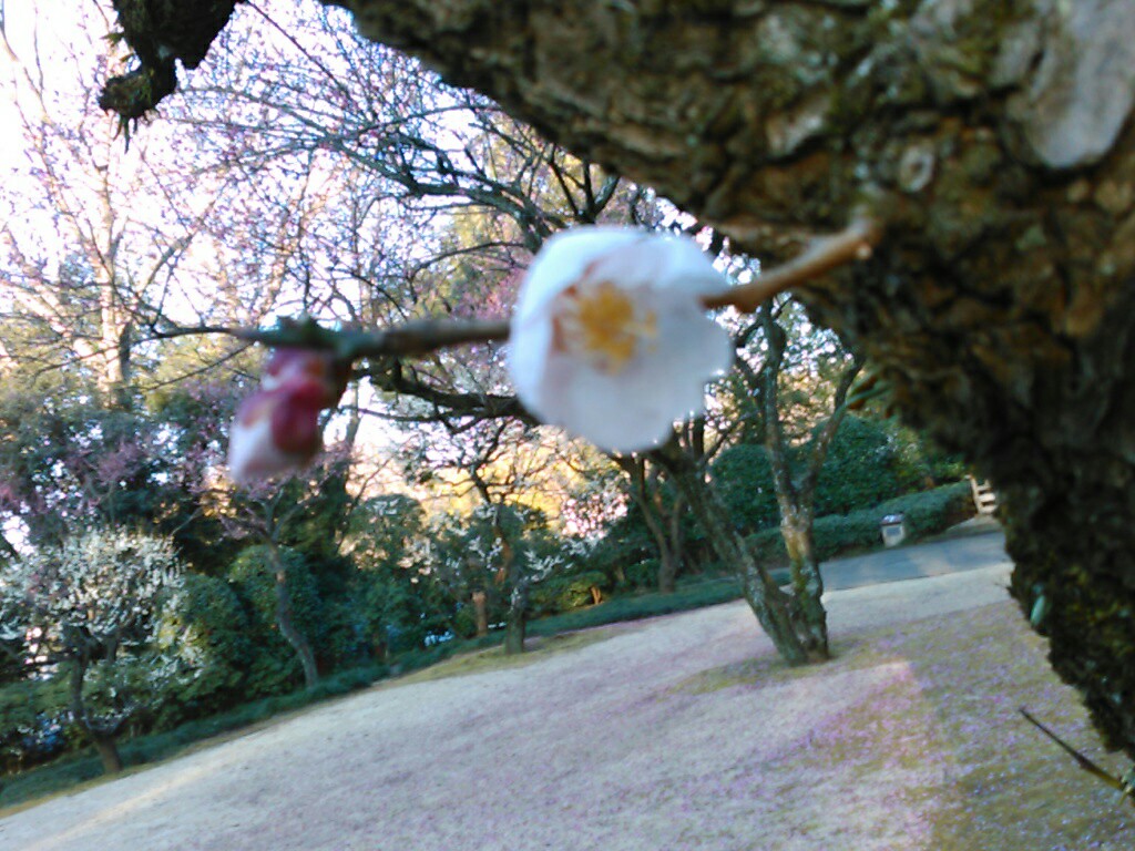 f:id:Oyamada23:20200218234939j:plain