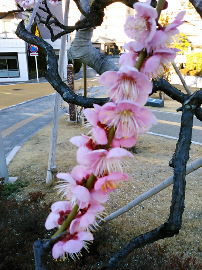f:id:Oyamada23:20200219001432j:plain