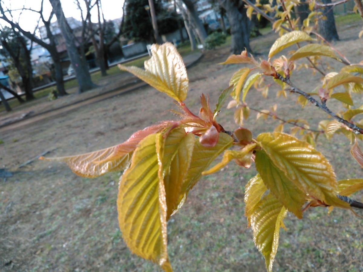 f:id:Oyamada23:20200301152810j:plain