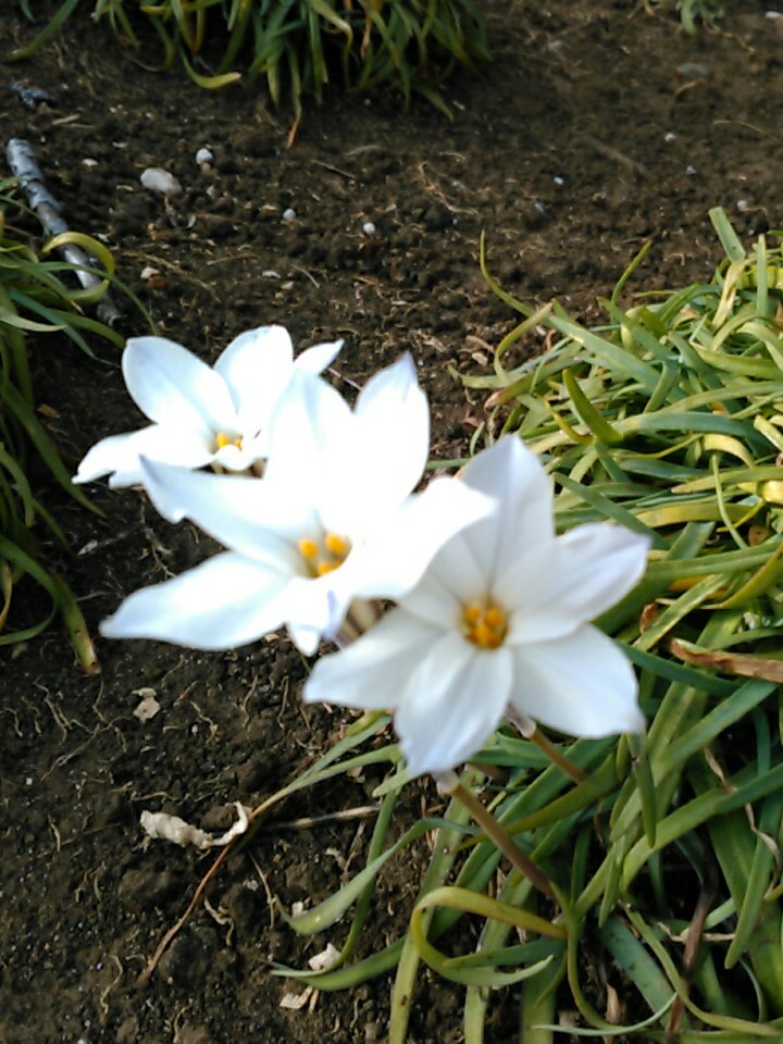f:id:Oyamada23:20200301184435j:plain