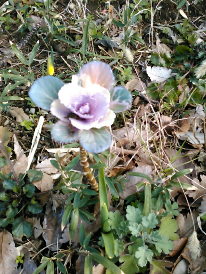 f:id:Oyamada23:20200301184455j:plain