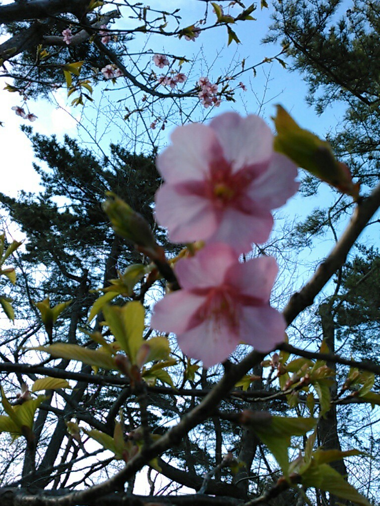 f:id:Oyamada23:20200301184643j:plain