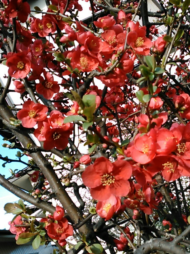f:id:Oyamada23:20200301184817j:plain