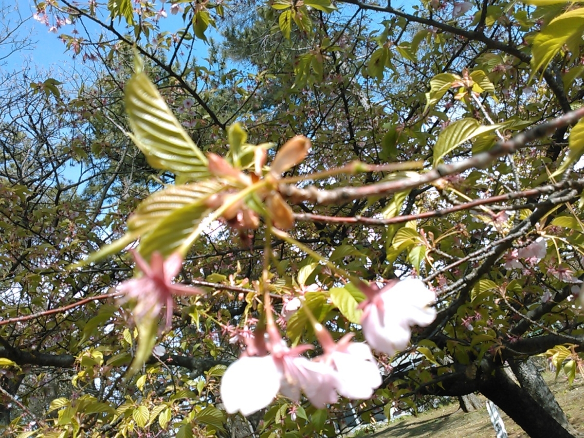 f:id:Oyamada23:20200313131733j:plain