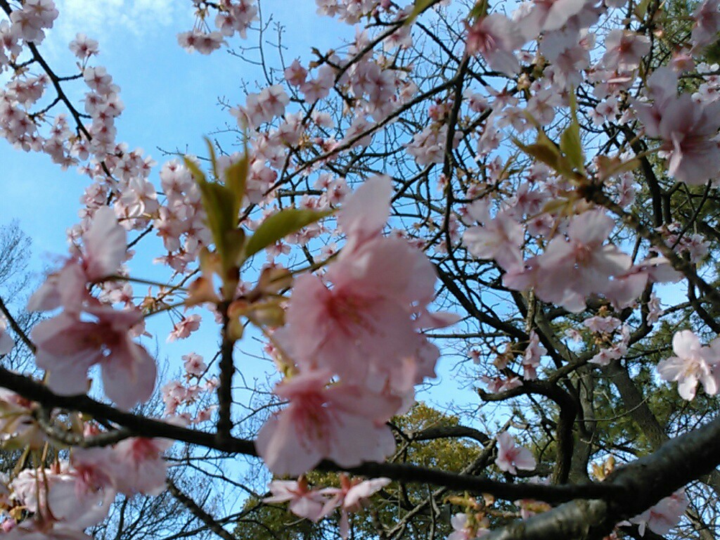 f:id:Oyamada23:20200314002235j:plain