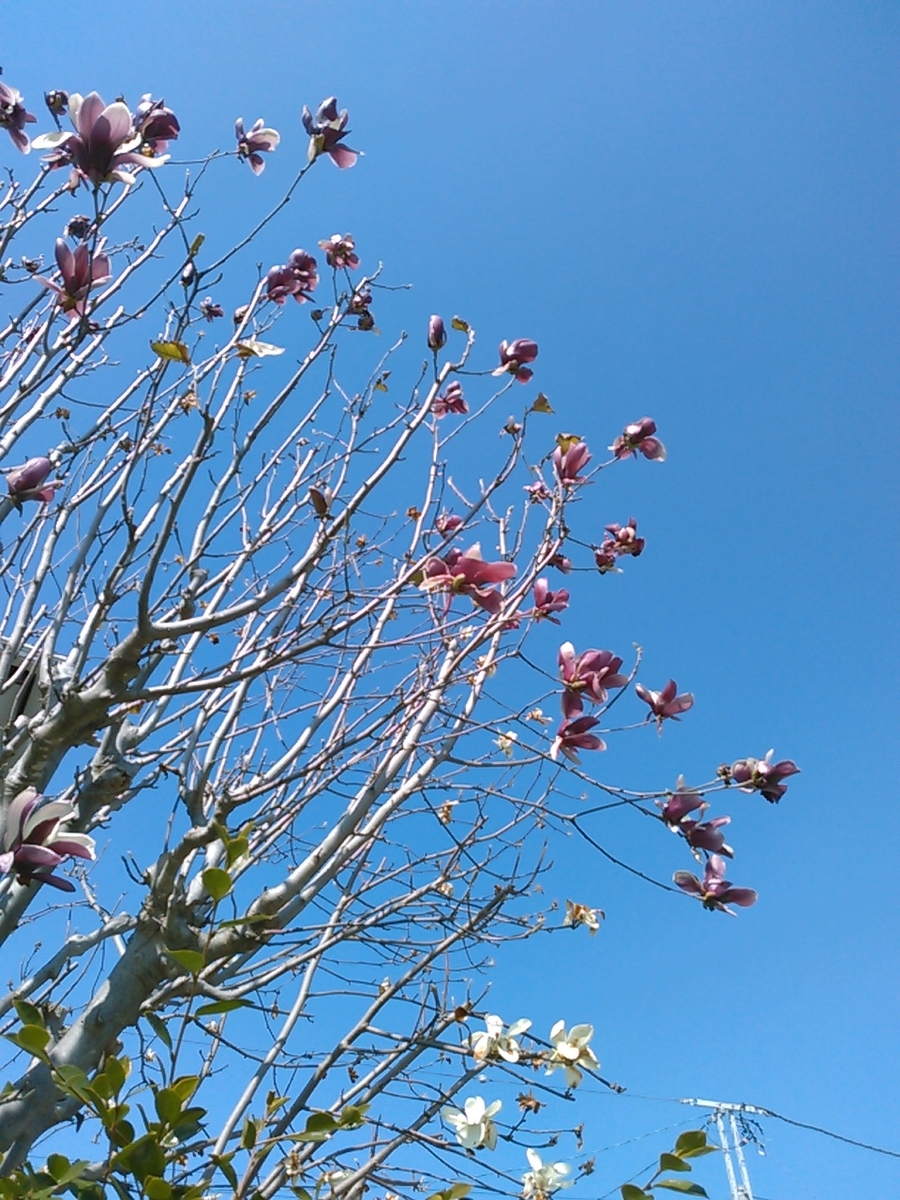 f:id:Oyamada23:20200318214759j:plain