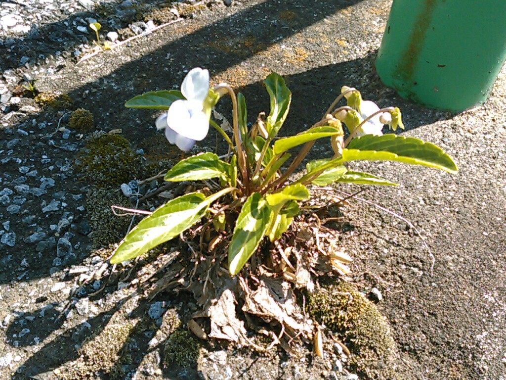 f:id:Oyamada23:20200318214927j:plain