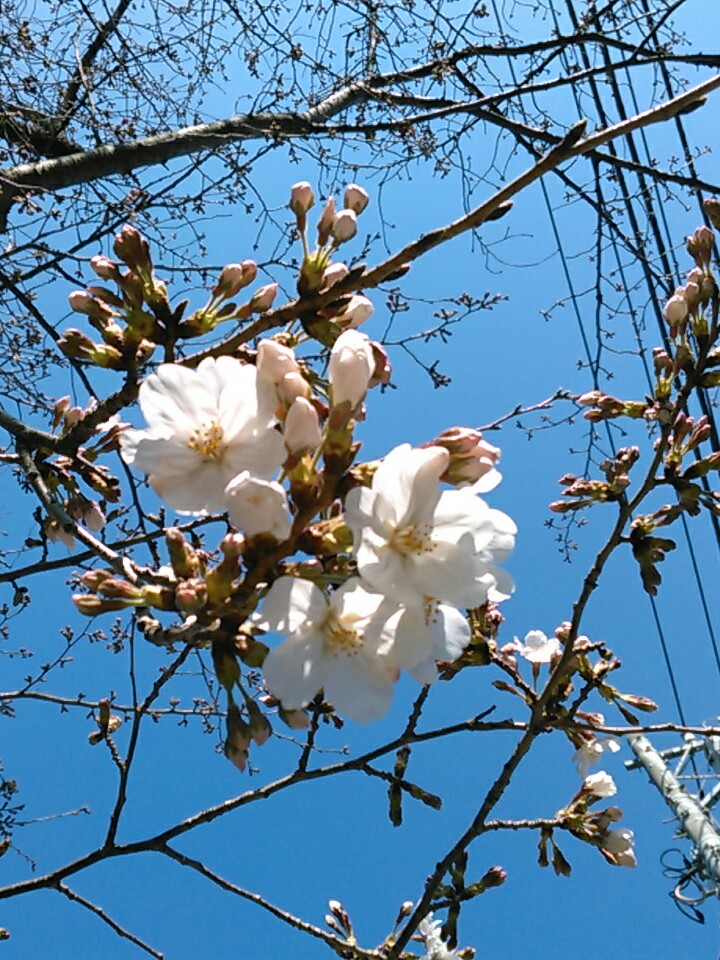 f:id:Oyamada23:20200318215128j:plain