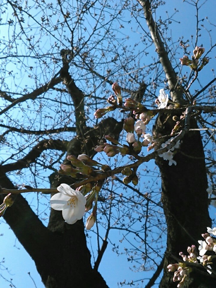 f:id:Oyamada23:20200318215222j:plain