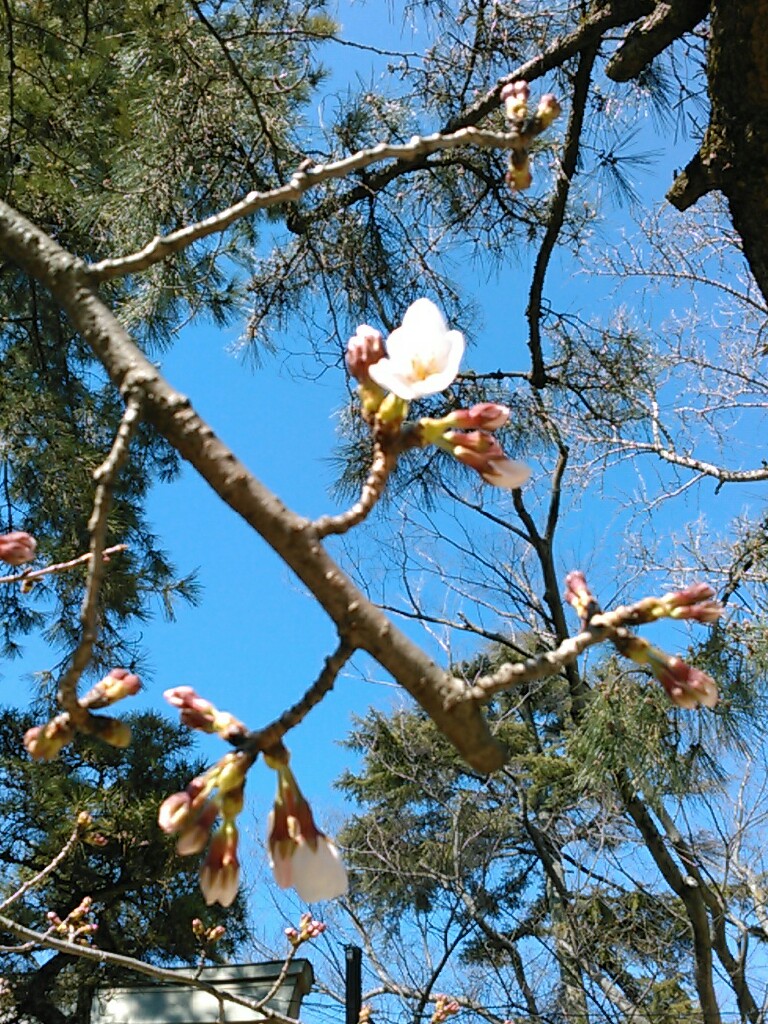 f:id:Oyamada23:20200318215322j:plain