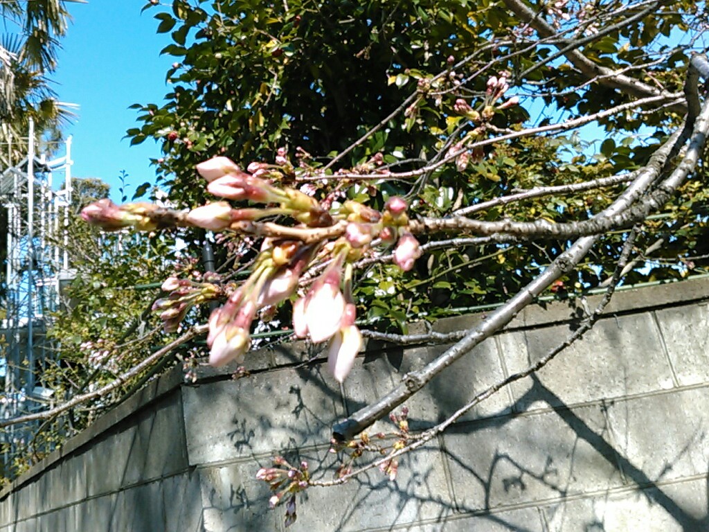 f:id:Oyamada23:20200318215427j:plain